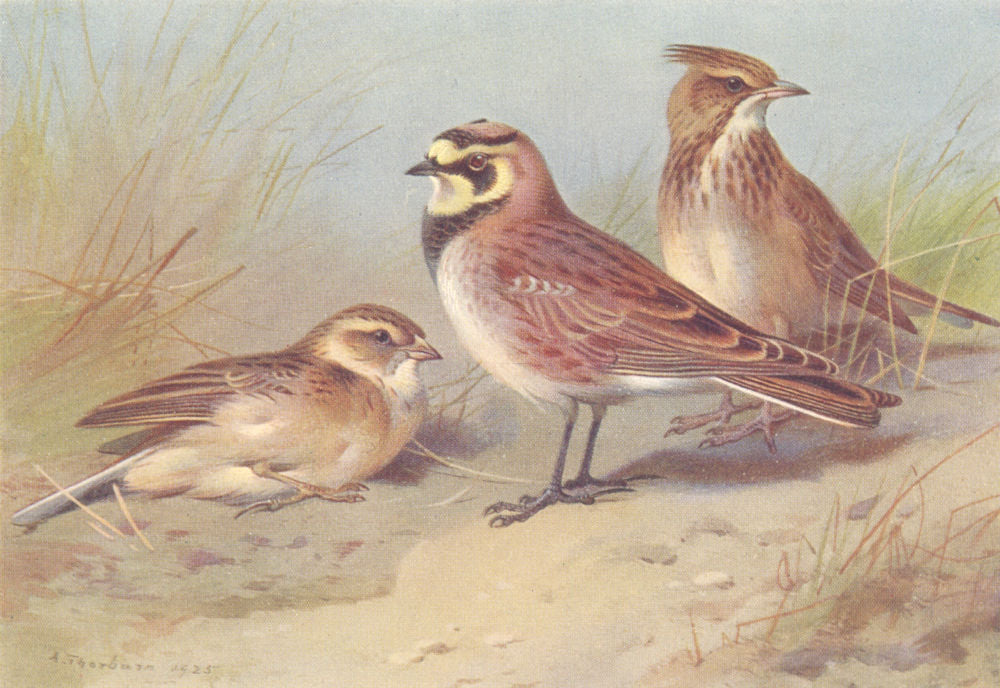 BRITISH BIRDS. Short-Toed Lark; Shore-Lark; Crested Lark. THORBURN 1925 print